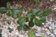 <strong>Pisonia aculeata - Ramon, Laurence - 135</strong><br />© Ramon, Laurence